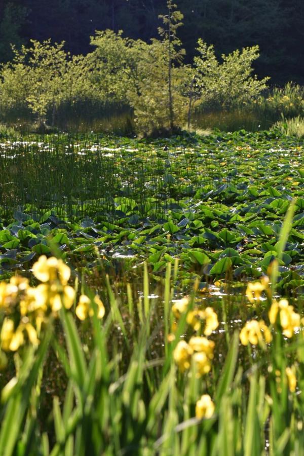 Otter'S Pond Bed And Breakfast Eastsound Exterior foto