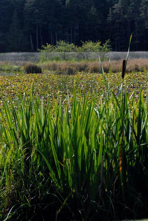 Otter'S Pond Bed And Breakfast Eastsound Exterior foto